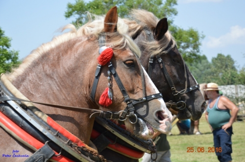 201606261639210.furmanske_preteky_513