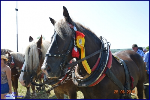 201606261639220.furmanske_preteky_835