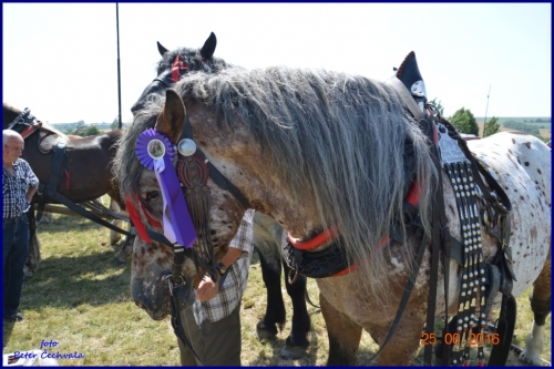 201606261639220.furmanske_preteky_843