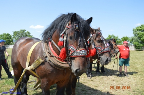 201606261639220.furmanske_preteky_849