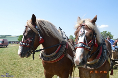 201606261639220.furmanske_preteky_853