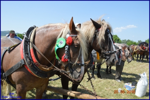 201606261639220.furmanske_preteky_856