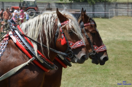 201606261643530.furmanske_preteky_270