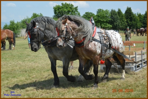 201606261643530.furmanske_preteky_367